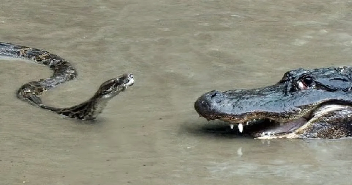 Python Attacks a Huge Alligator in the Water. but What Happened Next? Nobody Expected That!