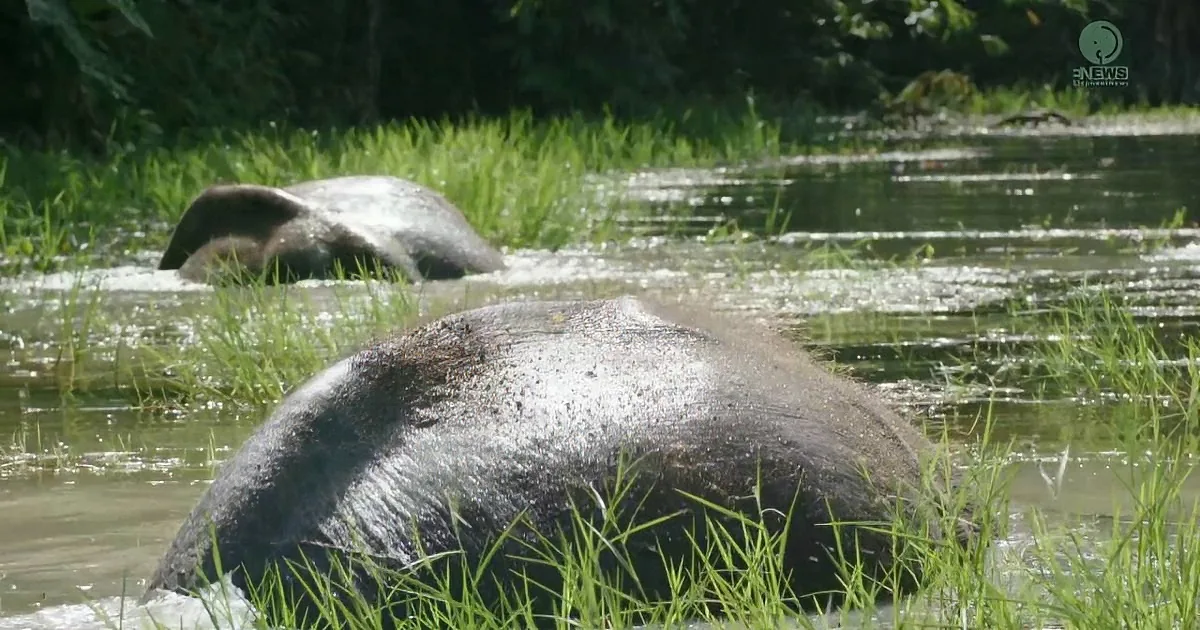 Two elephants partially submerged in water, surrounded by lush greenery.