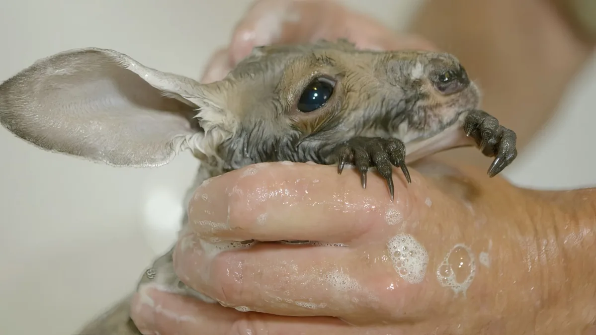 A baby aardvark is being held gently in someone's soapy hands.