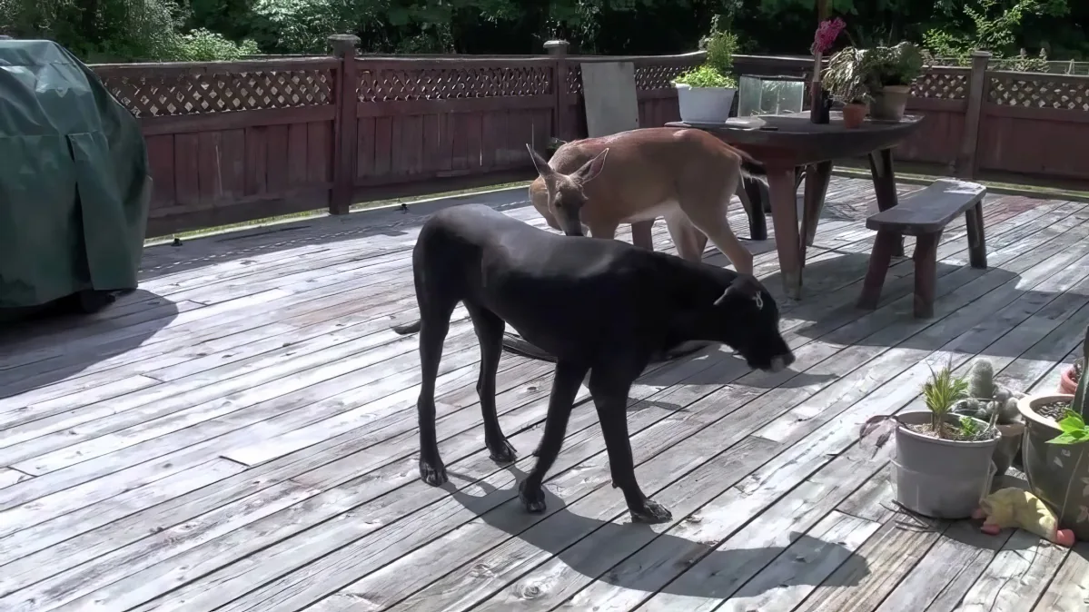 A black dog stands on a wooden deck, sniffing the ground, with another dog in the background.