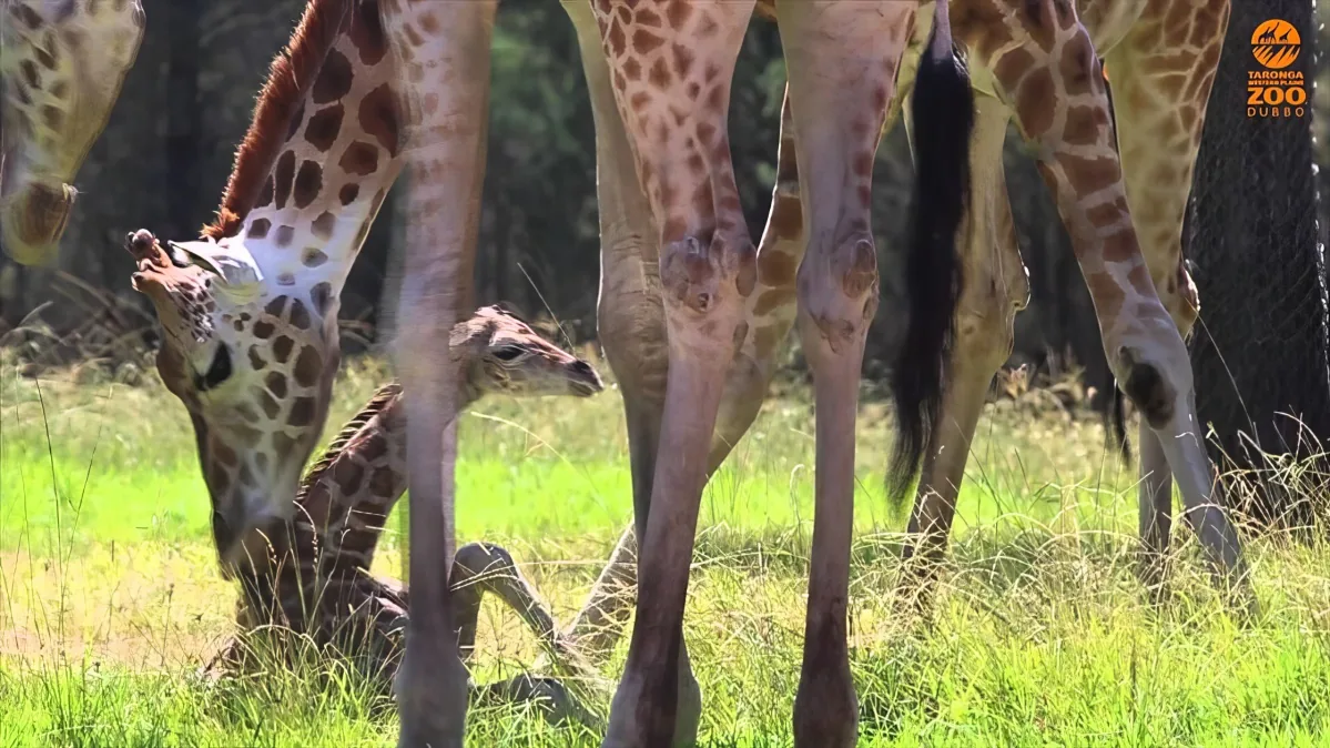 A giraffe calf stands among its mother's legs in a grassy field.