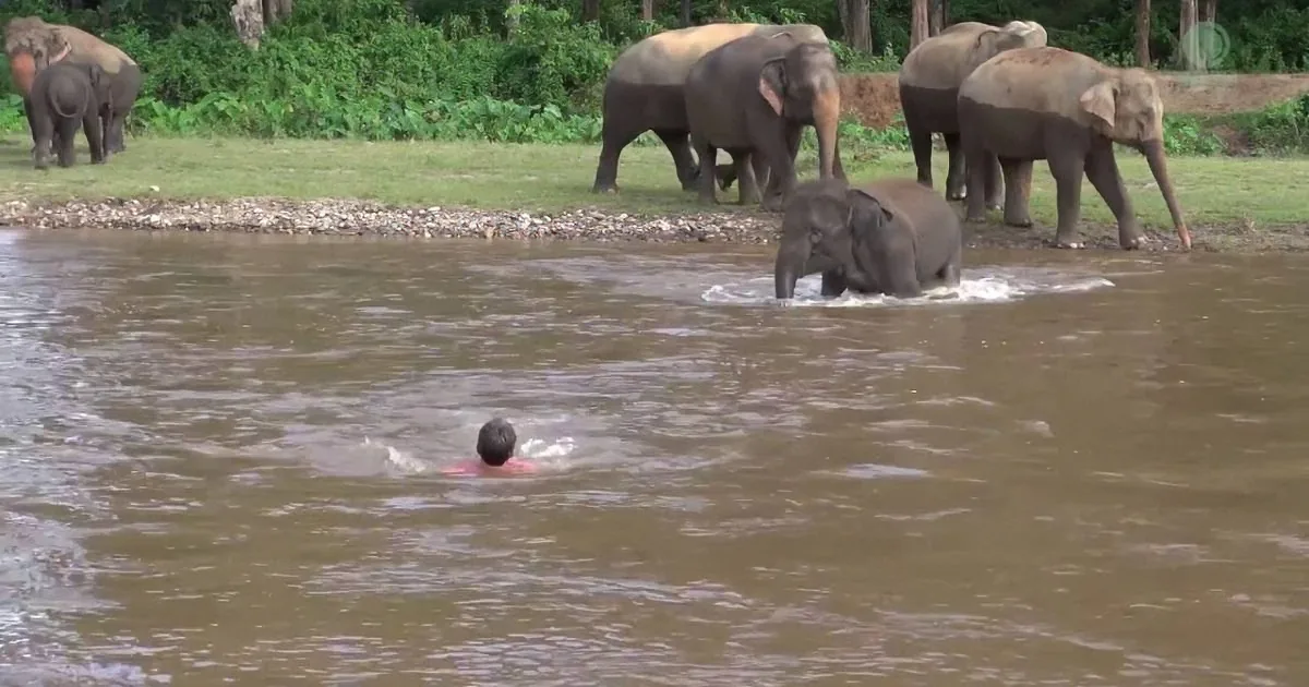 A man swims in murky water as elephants gather on a grassy riverbank.