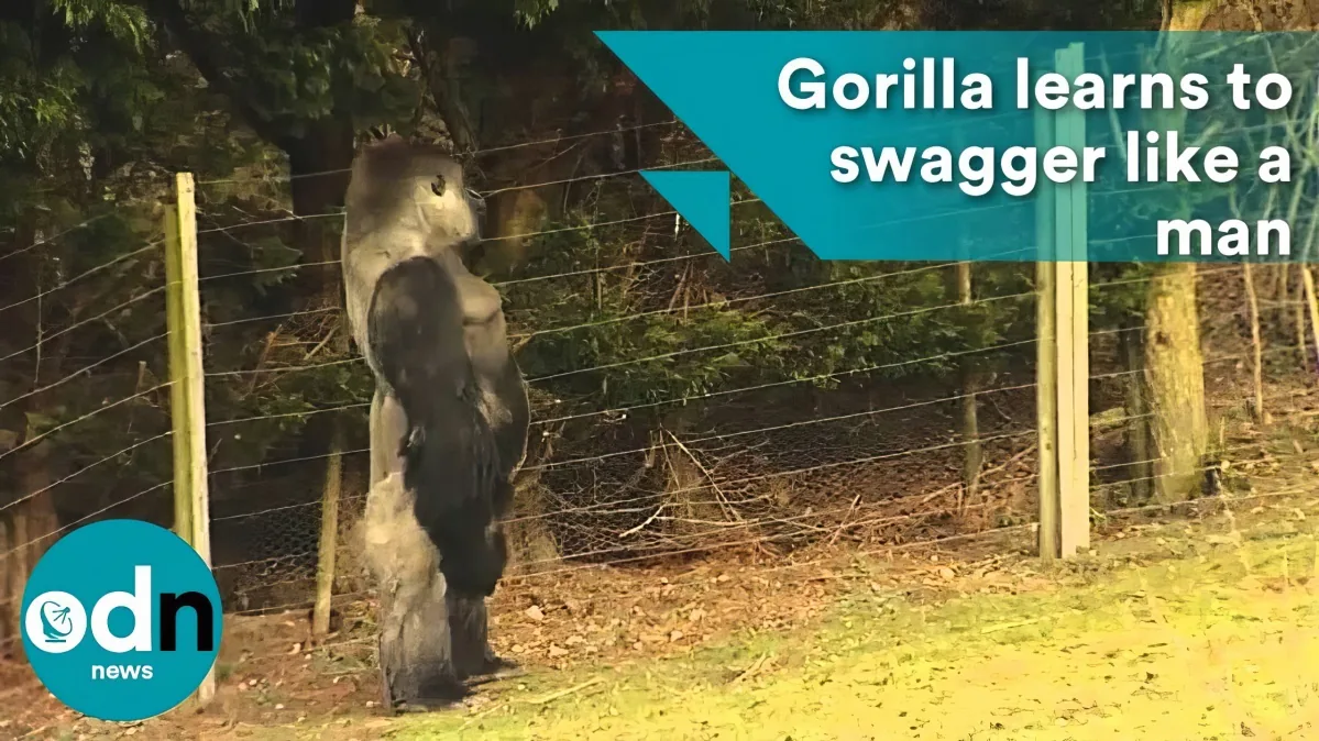 A gorilla stands upright, mimicking a human stance, with a fence and trees in the background.