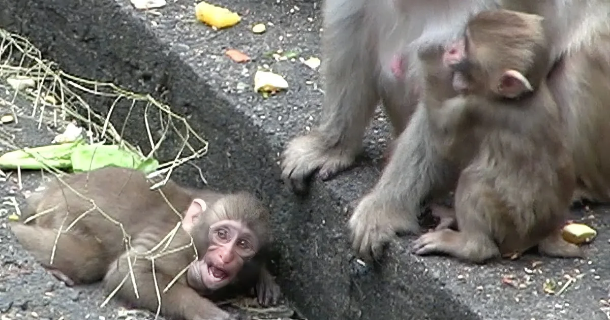 A baby monkey lies on the ground, surrounded by other monkeys and scattered food debris.