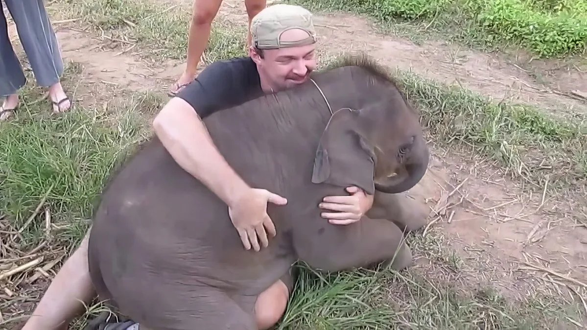 A man hugs a baby elephant on the ground, surrounded by grass and dirt.