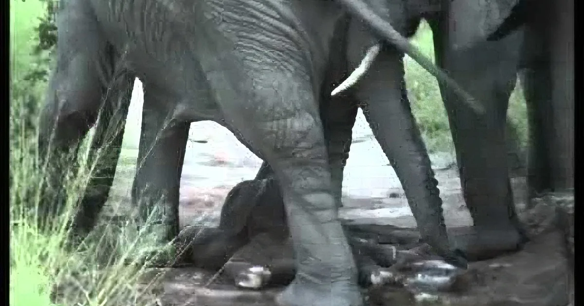 They Saw an Elephant in Labor. but When They Looked Closer, They Saw Something Incredible!
