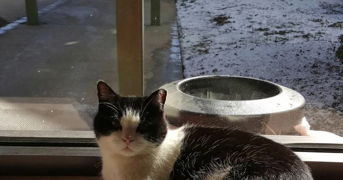 A black and white cat sits on a windowsill, looking out at a snowy scene.
