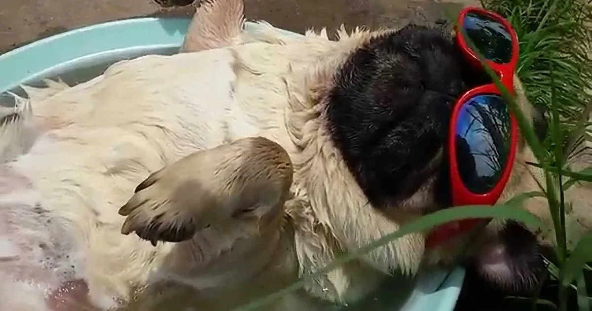 Pup Takes a Deep Nap in His ''Swimming Pool''. but When He Started Snoring, He Stole My Heart! Aww!