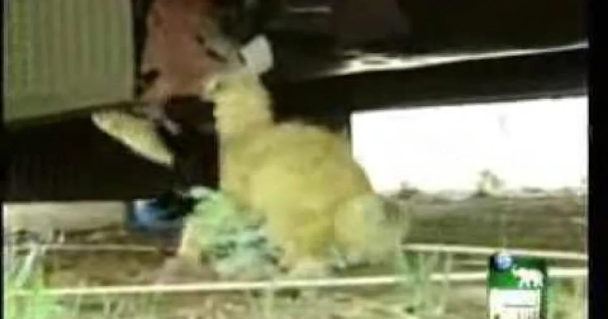 A person in a yellow outfit is holding a green object near a window, with a blurry background.