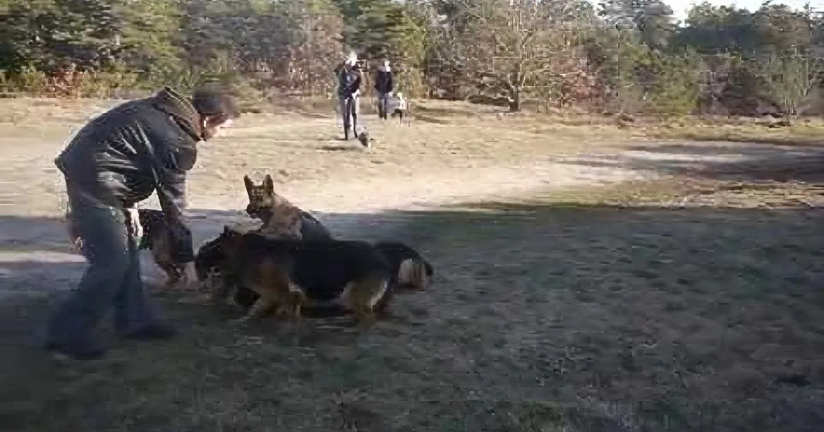 A man bends over to assist a German Shepherd lying on the ground in a sandy area.