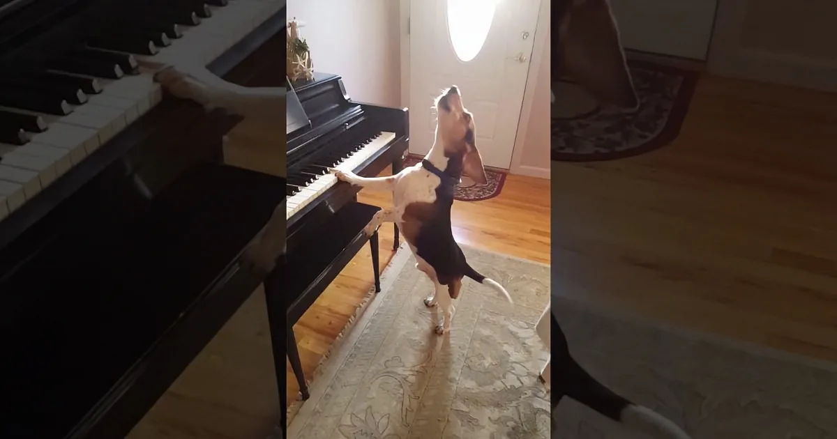 Adopted Beagle Revealed His Hidden Talent to His Family. When You See It? Rofl!
