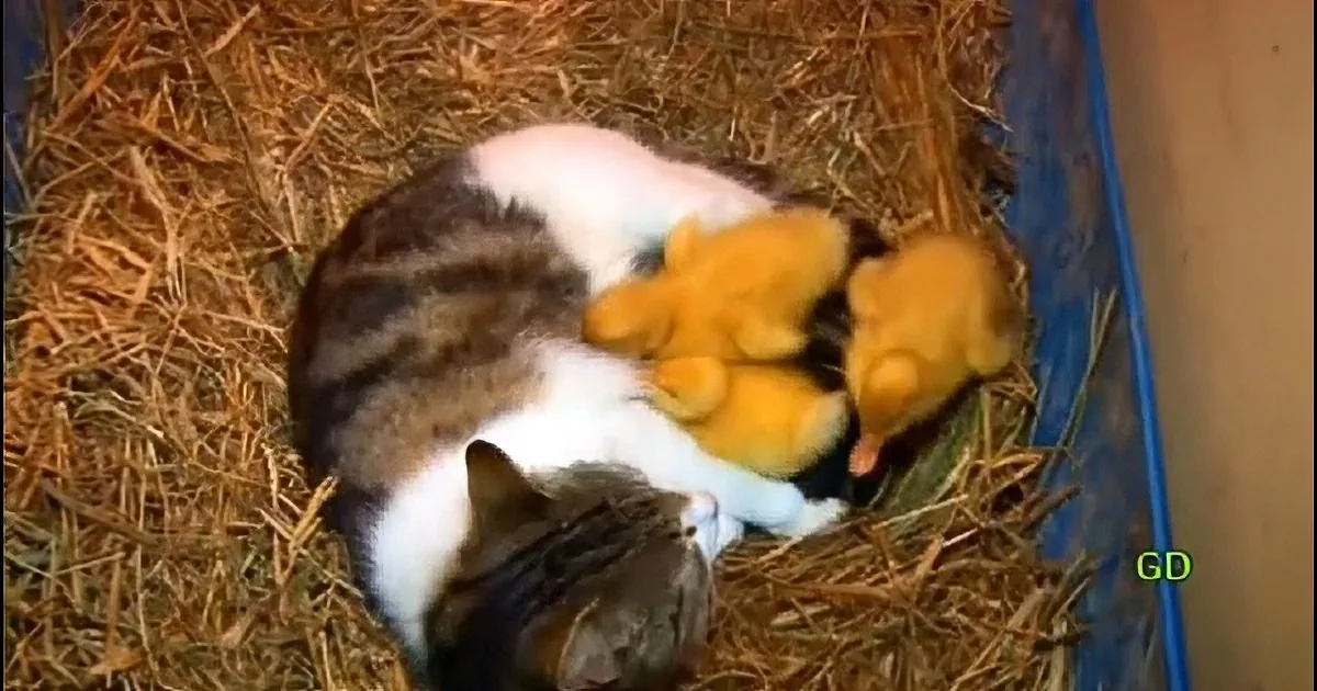 A cat is cuddling with two baby chicks in a straw-lined container.
