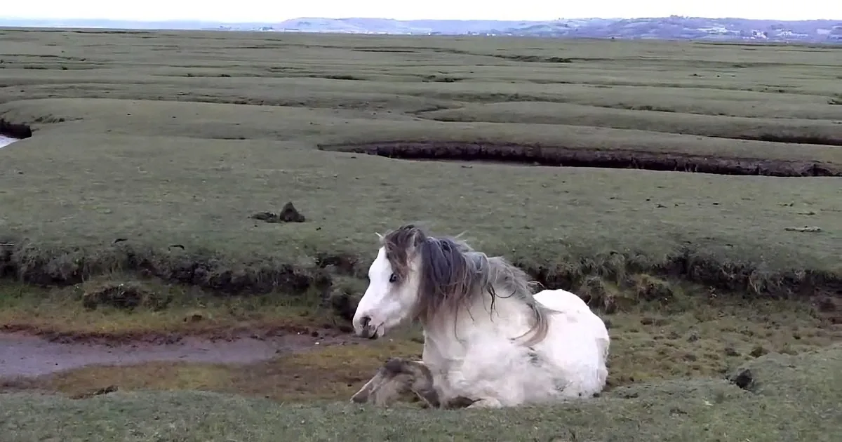 A white horse with a dark mane rests on a grassy field, surrounded by a vast, open landscape.