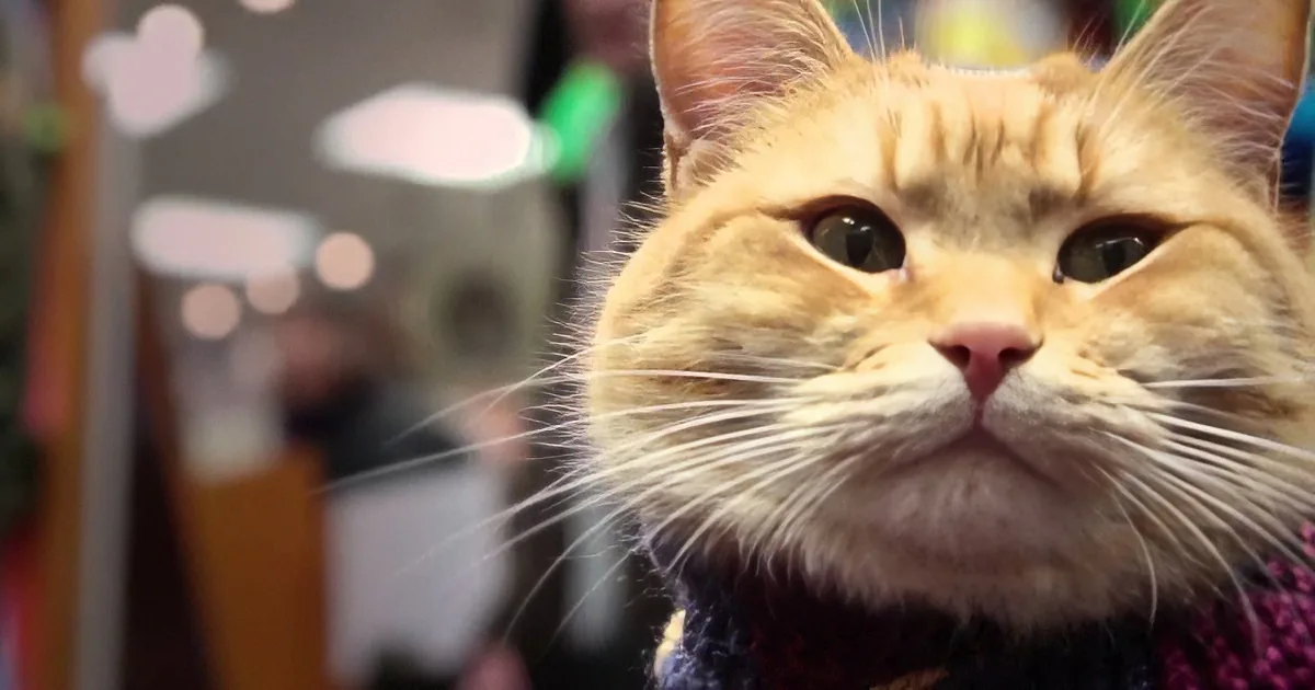 A close-up of a ginger cat with a curious expression, wearing a purple sweater, in a softly lit indoor setting.