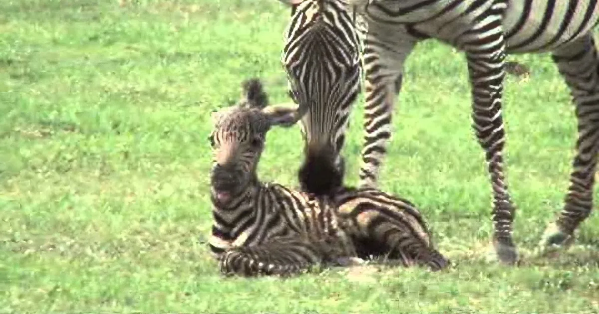 A baby zebra lies on grass, its mother stands nearby, both with distinctive black and white stripes.