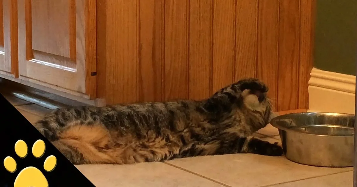 A tabby cat lounges on a tiled floor near a water bowl, with a paw print graphic in the corner.