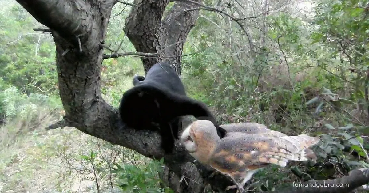 A black bear and a barn owl share a tree branch in a forest setting.