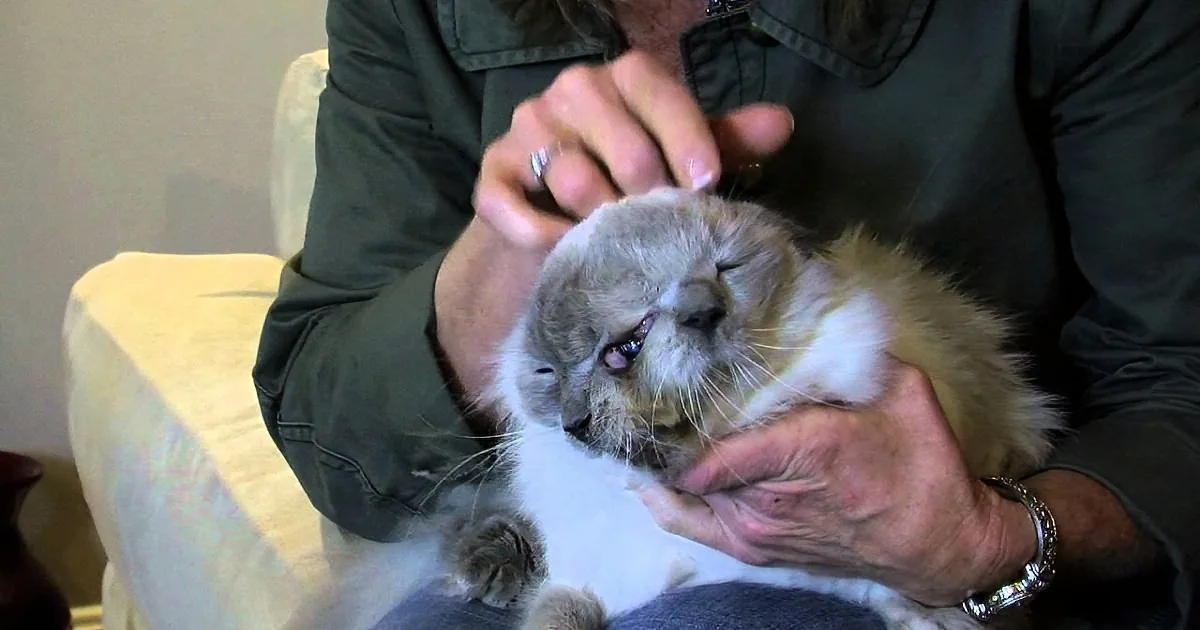He Looked Like an Ordinary Cat. but When I Saw Him Turn Around, I Was Speechless!