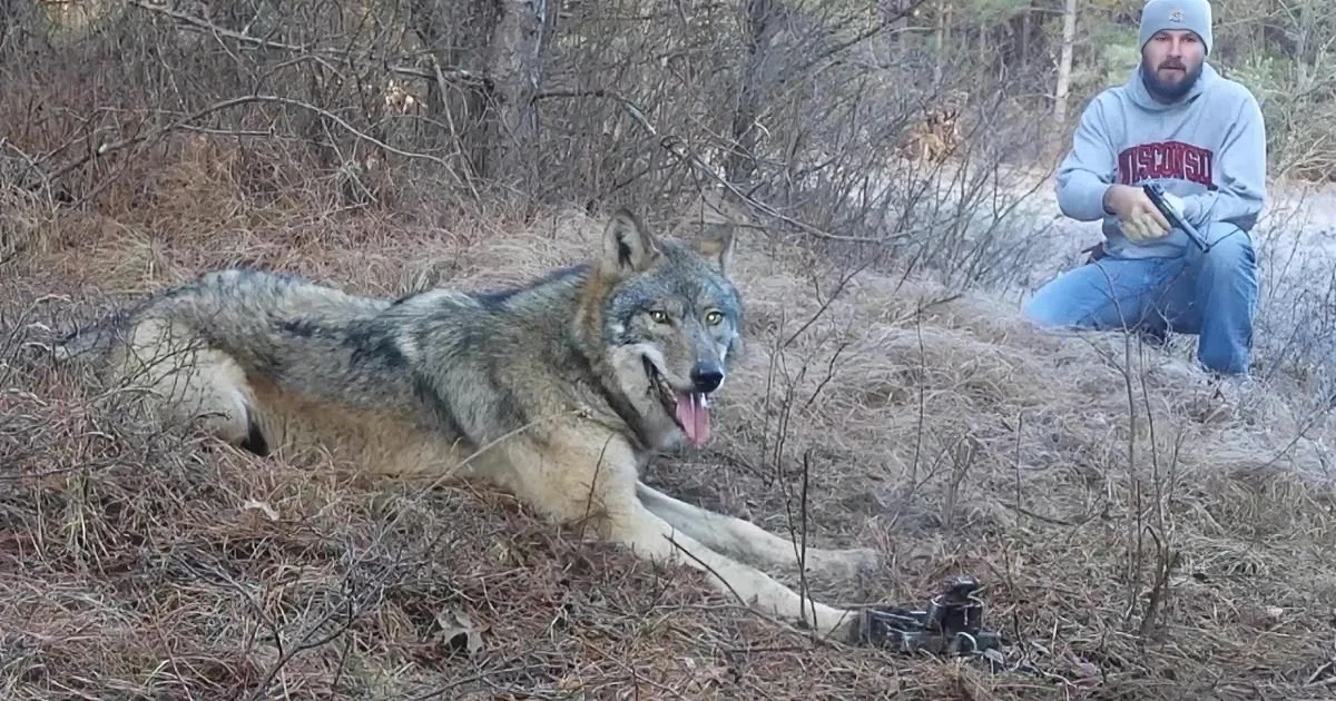 A wolf lies in the foreground with its mouth open, while a man in a grey hoodie sits in the background holding a rifle.
