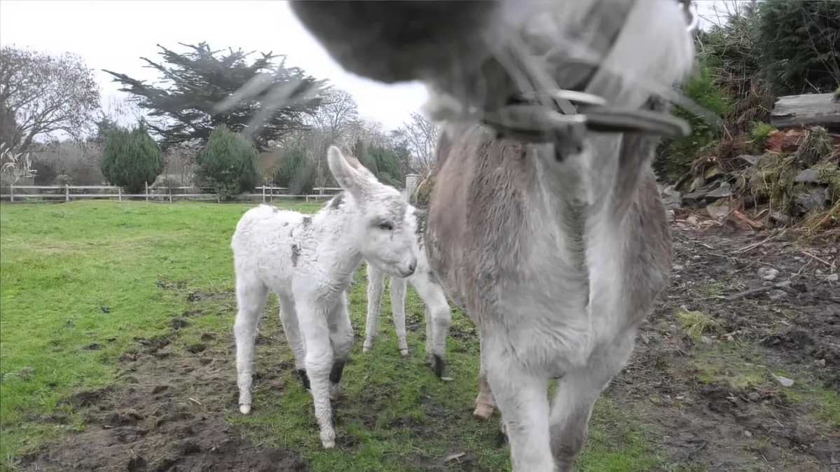 A donkey and its foal stand in a grassy field, with the foal looking up at the donkey.