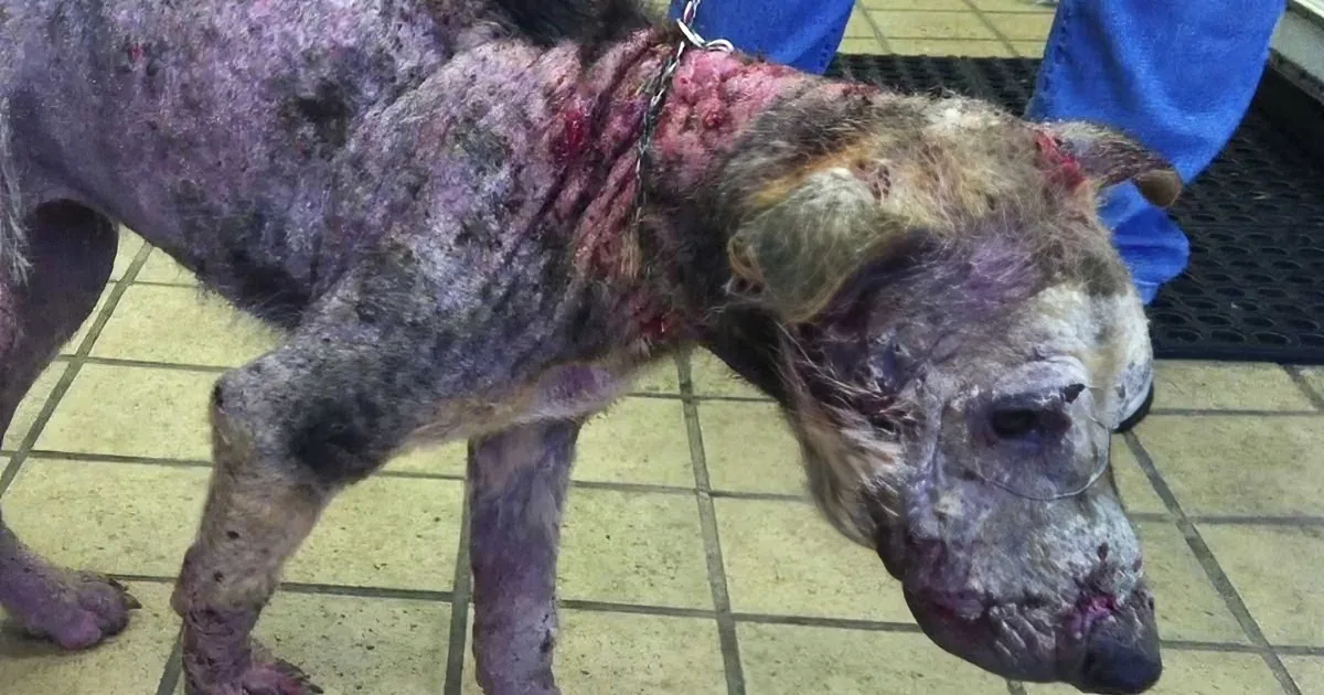This Dog Was Abused and Left to Die. His Second Chance to Life Will Bring Tears to Your Eyes!
