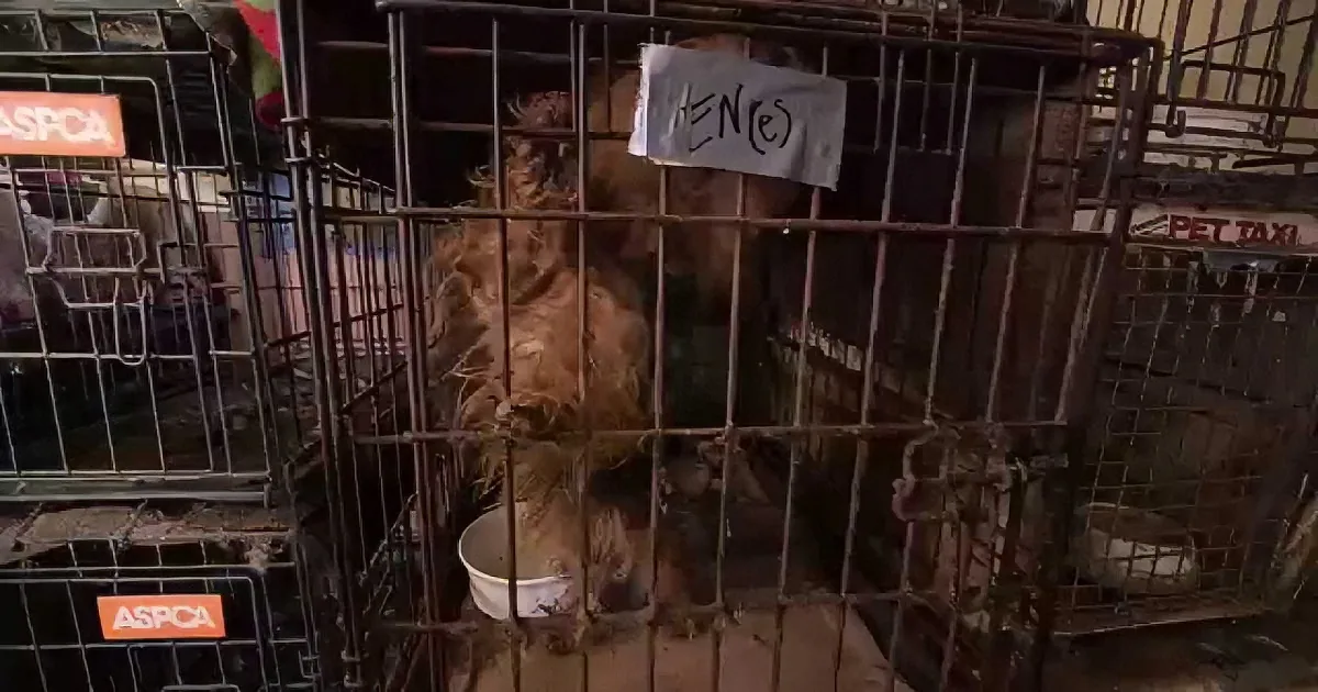 They Drove All Night to Rescue This Dog. but I Was Shattered When They Reached the Place...