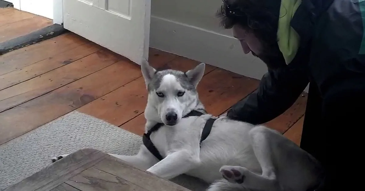 I Thought This Husky Was Terribly Sick but Then I Didn''t Expect This to Happen...
