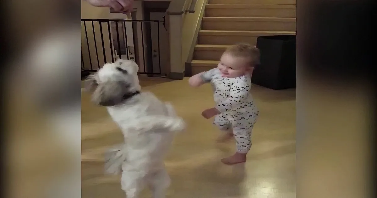 A baby in pajamas dances with a small white dog on a wooden floor.