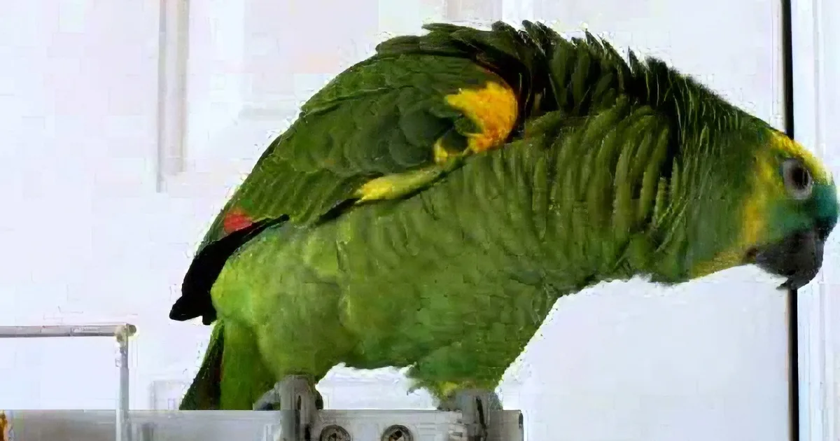 Amazon Parrot Began Singing Nursery Rhyme. but How He Did It? Hilarious