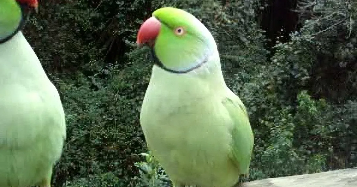 A green parrot with a red beak and a red ring on its leg stands in front of a blurred background.