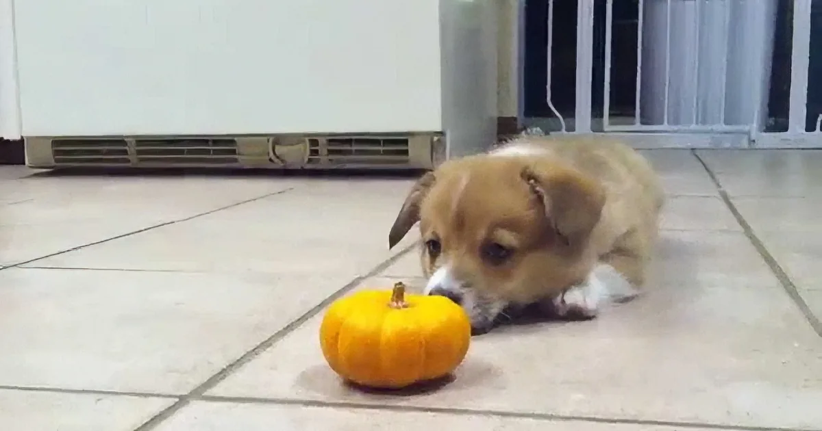 A curious puppy sniffs a small orange pumpkin on a tiled floor.