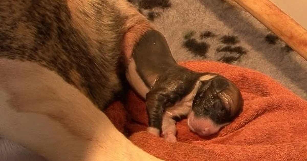 A newborn puppy rests peacefully on an orange blanket, nestled under a larger dog's paw.