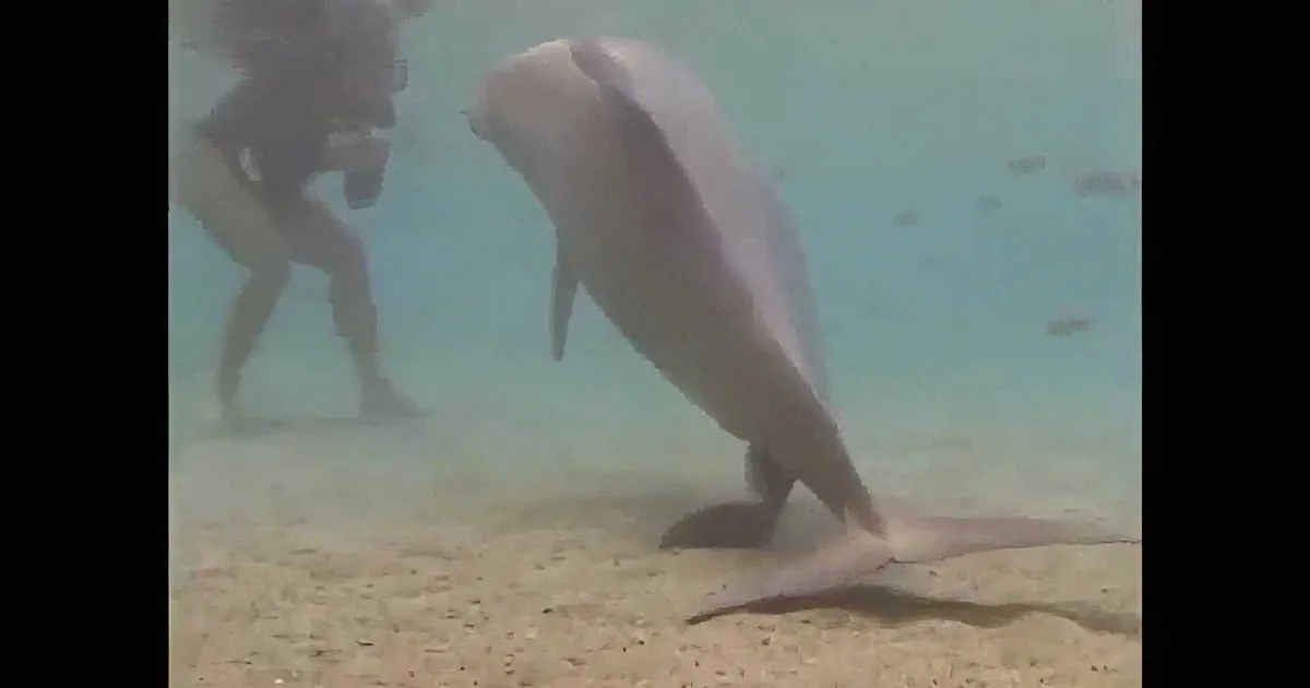 A dolphin swims near the sandy ocean floor, with a scuba diver in the background.