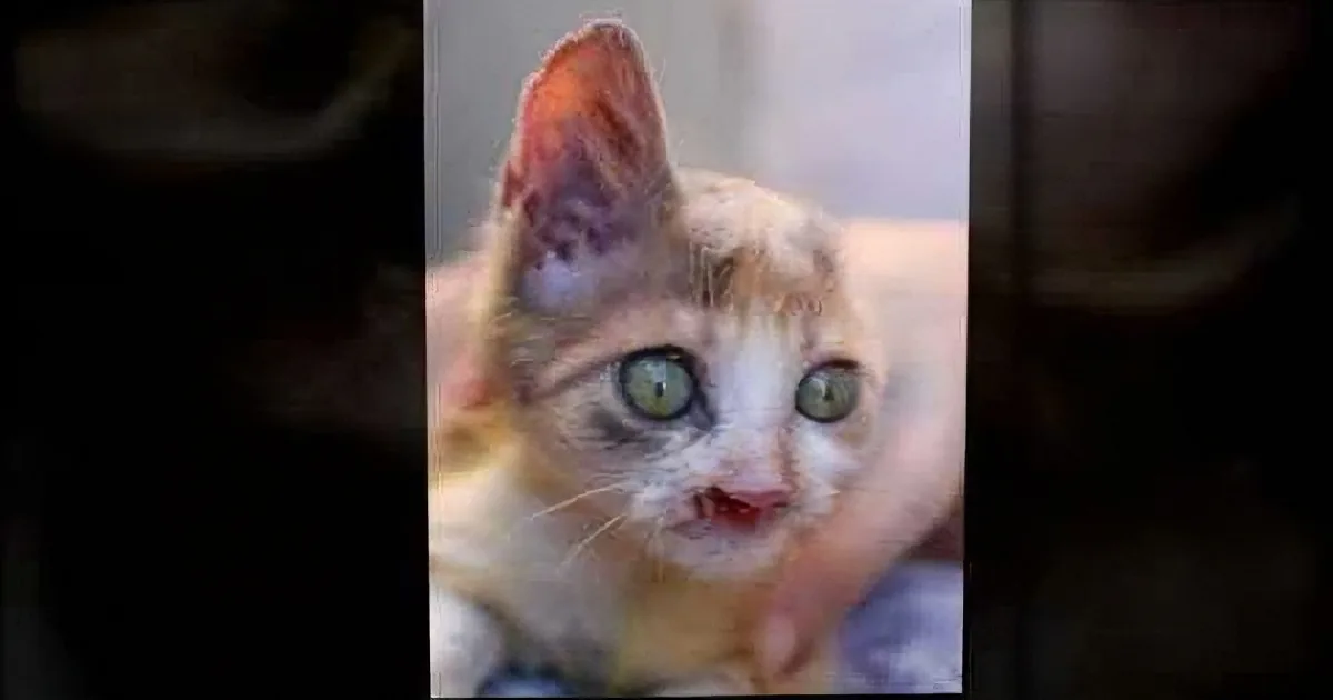 This Kitten Was Nearly Eaten Alive by Worms. but What Happens Next Is Beautiful Beyond Words!