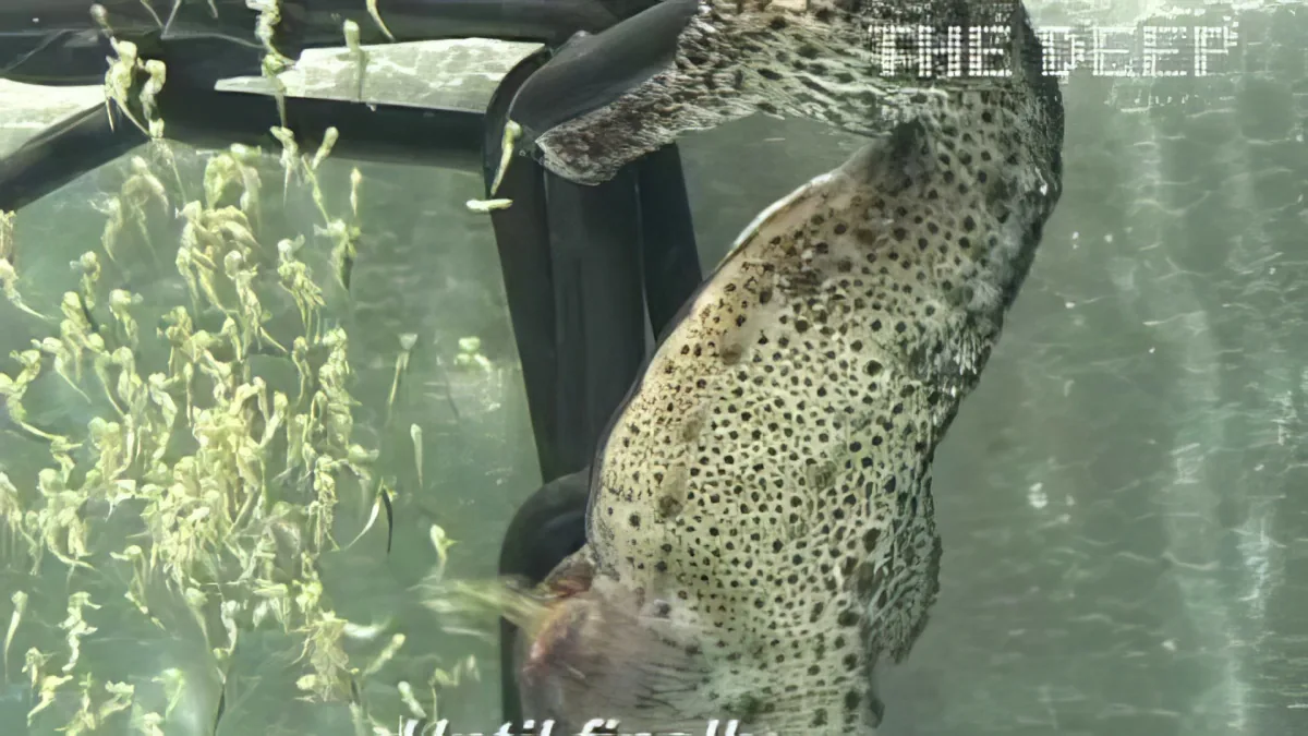 Male Seahorse Began Twitching. but Pay Close Attention to the Top of His Belly. Whoa!