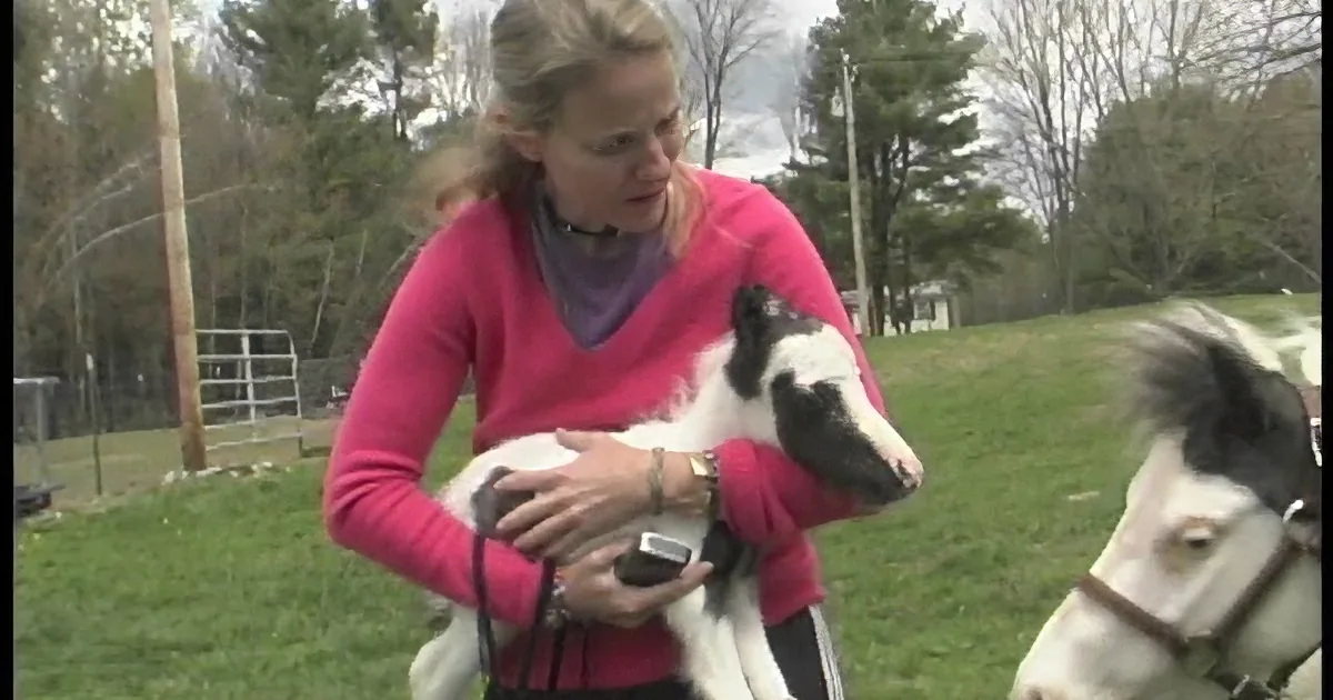A woman in a pink sweater holds a small black and white pony, with another pony in the background.