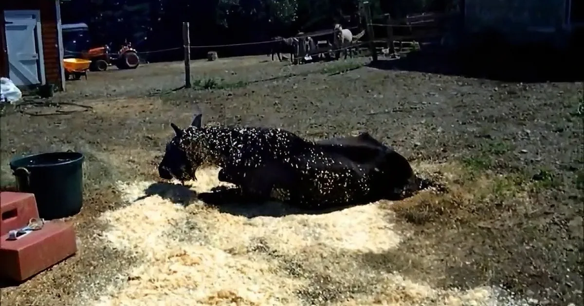 This Horse Was Starved and Left to Die. When He Gets a Second Chance, I Could Not Hold My Tears.