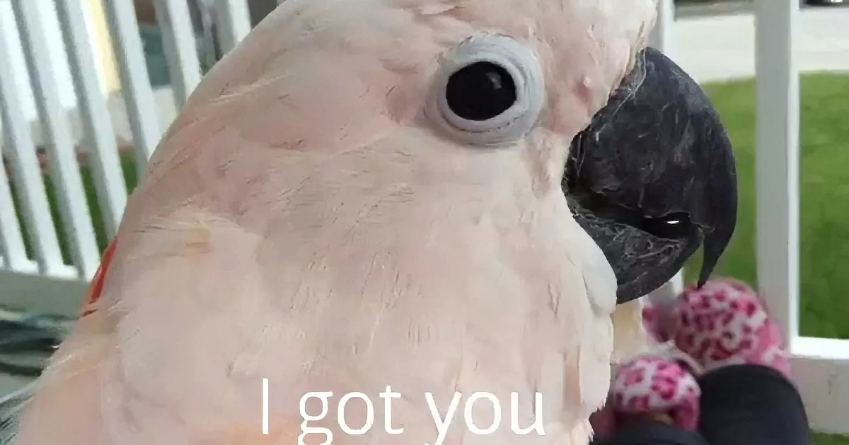 A close-up of a white cockatoo with a black beak and a pink toy in the background.