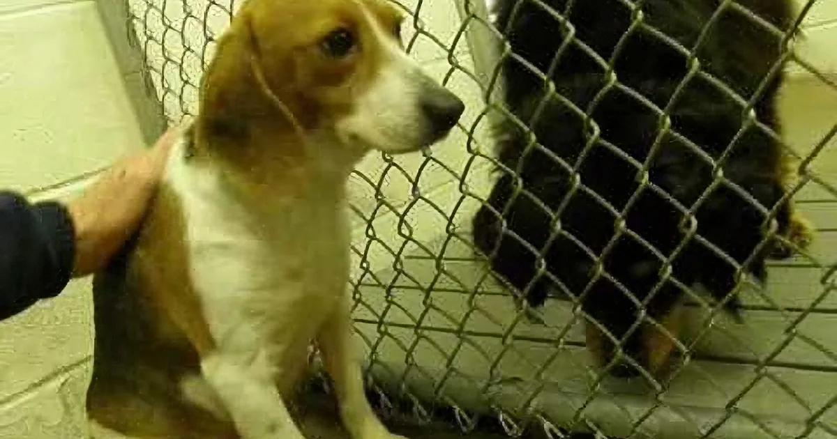 A beagle dog with brown and white fur is being petted by a person, standing behind a chain-link fence.