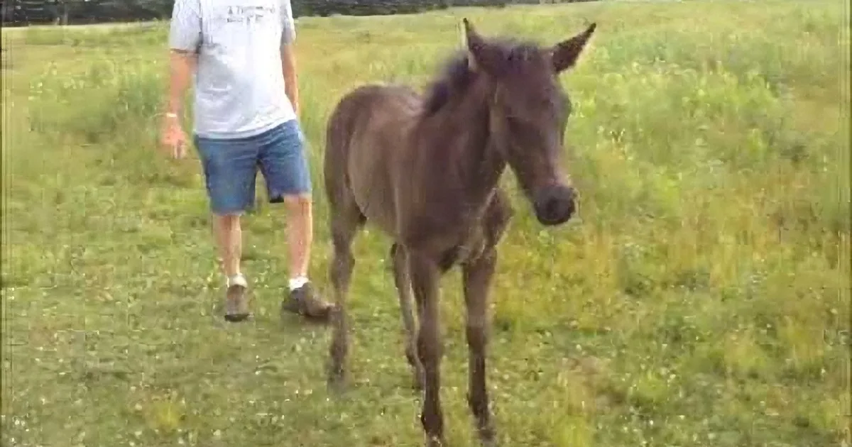 A young horse stands in a grassy field, with a person walking behind it.