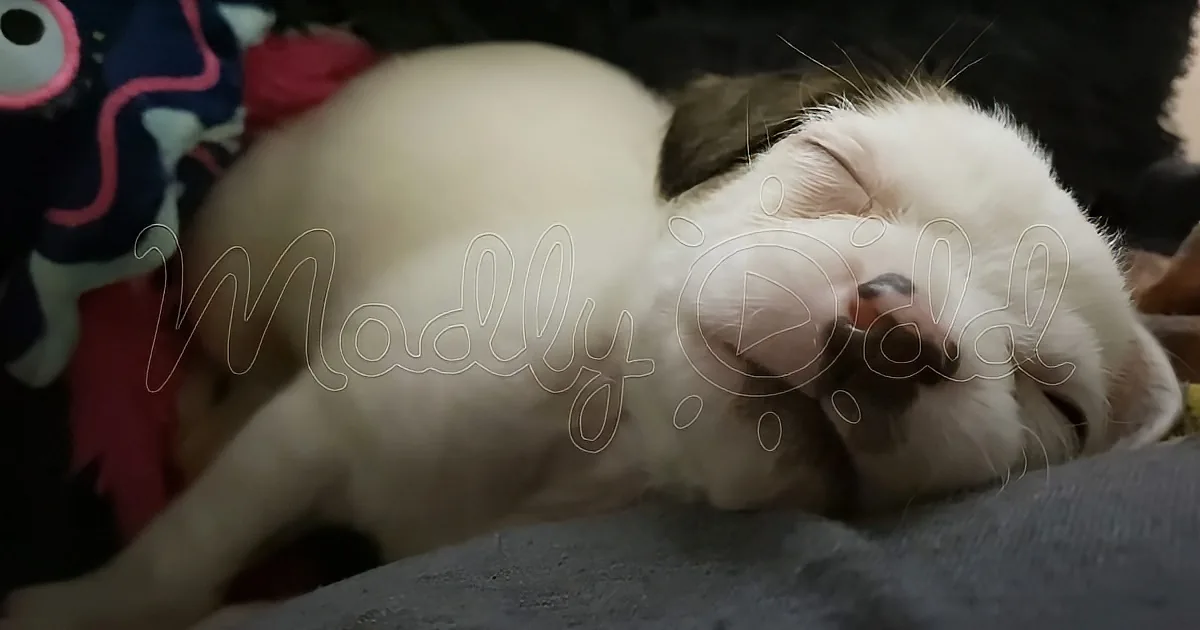 A white cat with closed eyes is peacefully sleeping on a dark surface.