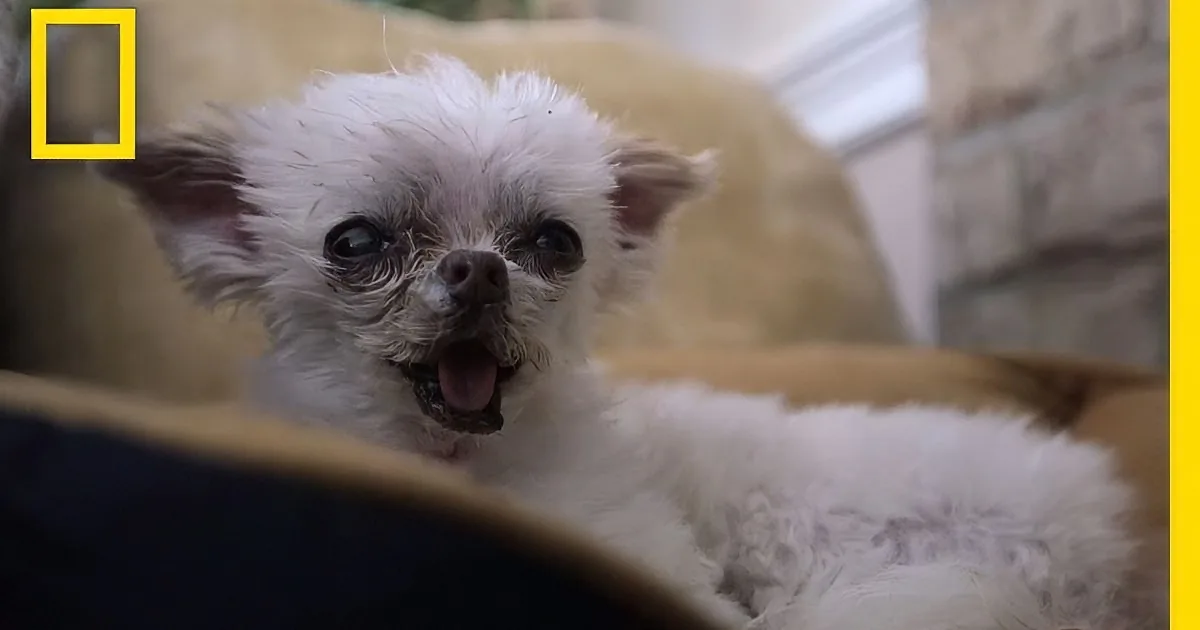 A fluffy white dog with a surprised expression sits in a cozy bed.