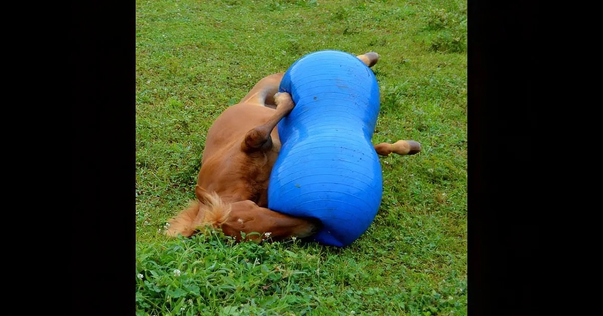 A brown dog rolls around on a grassy field with a blue ball.