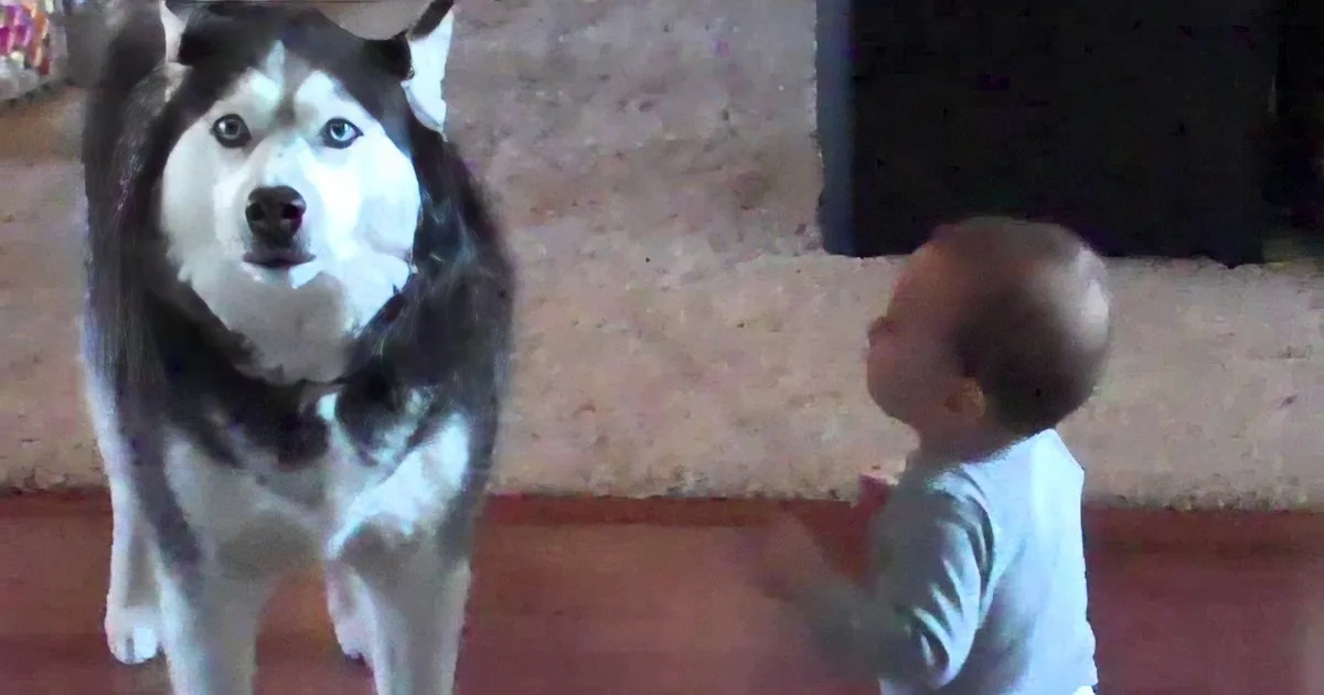 She Pulled out Her Camera When She Saw What Her Baby and Her Dog Were Doing! Adorable!