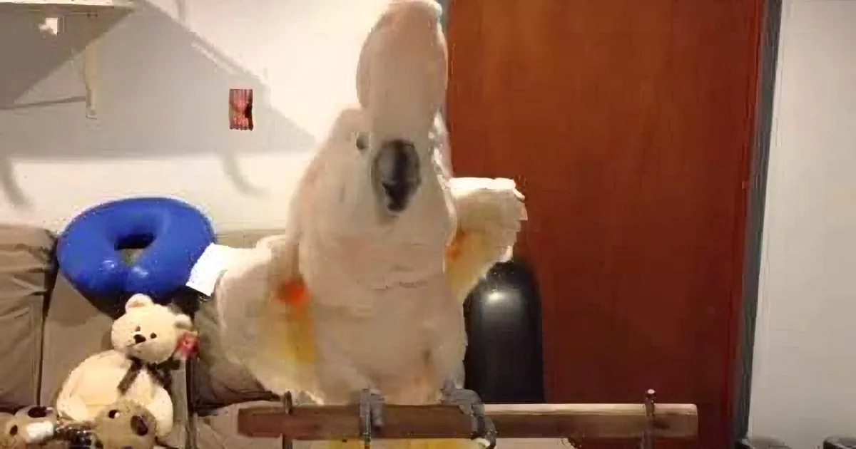 A white cockatoo perches on a wooden stand in a room with toys and a door.