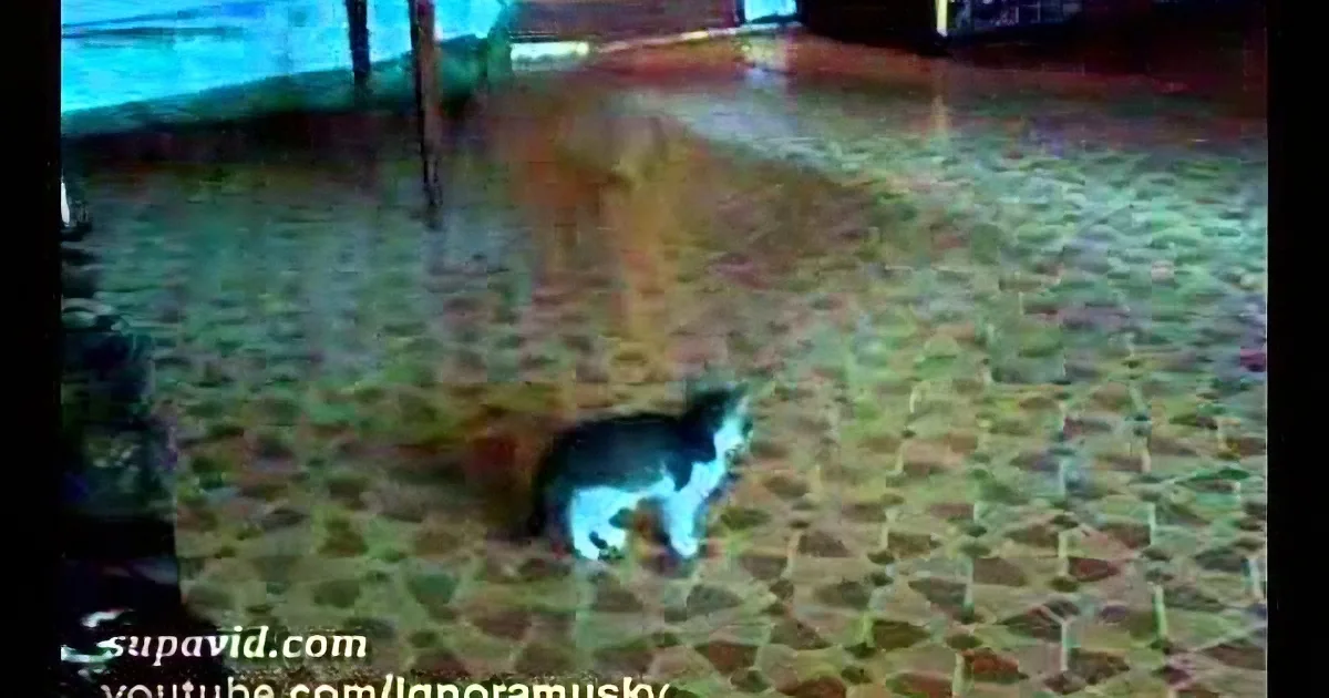 This Poor Kitten Is Terrified of Something in the Room. but Wait Till You See Him Confront It