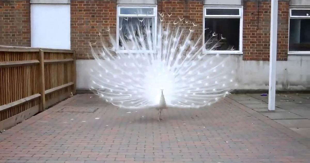 A white peacock with fully spread tail feathers stands on a brick patio in front of a brick building.