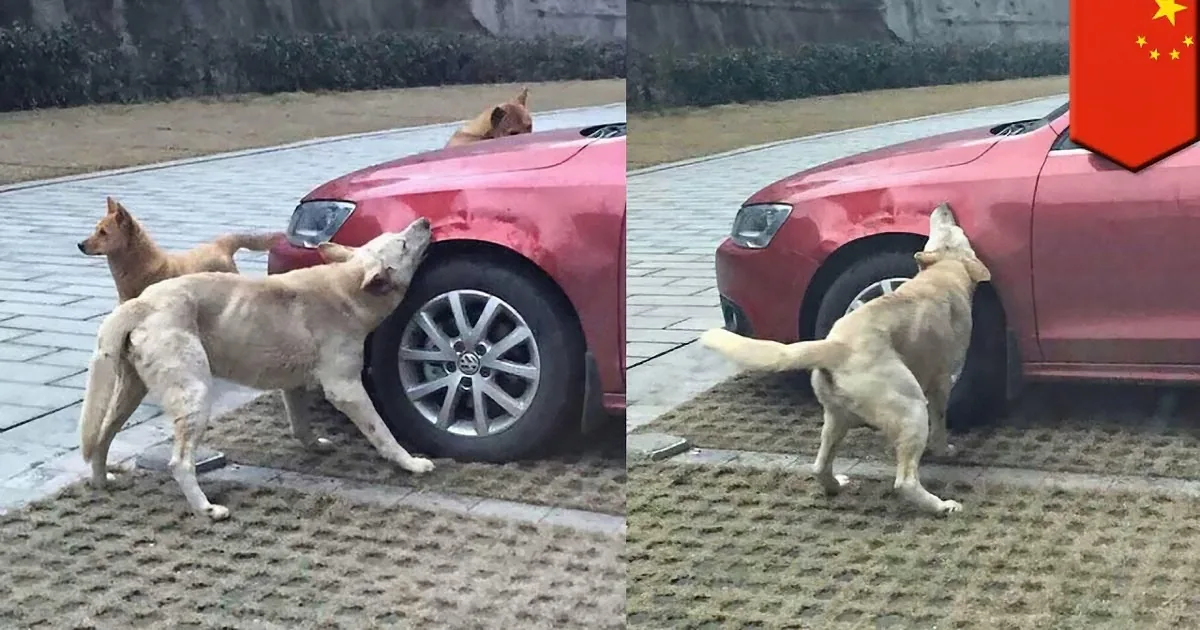 Cruel Man Kicks a Stray Dog. but Its What the Dog Did Next That''s Taking the Internet by Storm!