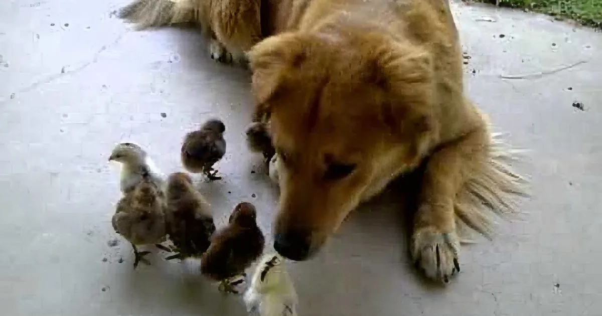 A golden retriever lies on a concrete surface, gently interacting with a group of small chicks.