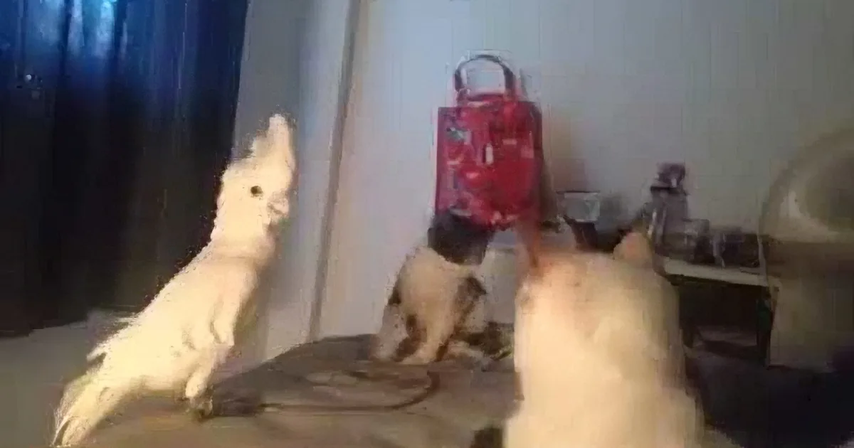 Cats Are Confused When That Parrot Mimics Them. but What the Parrot Does in Response? Rofl!